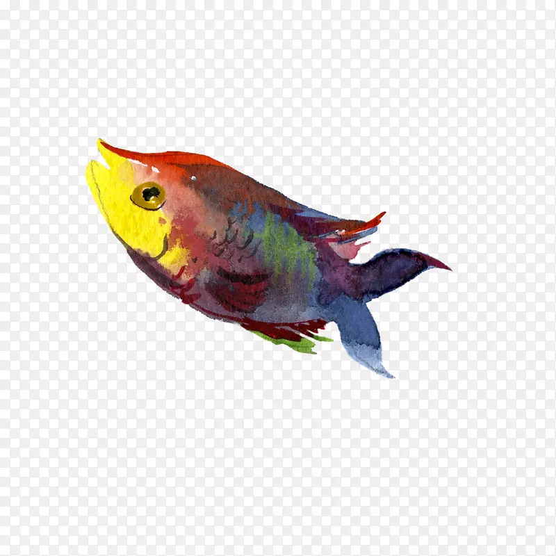 鱼插图-水鱼