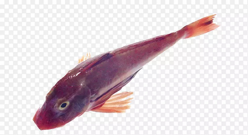 鲫鱼红鱼