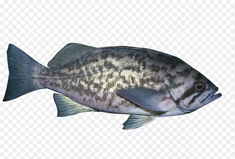 罗非鱼产品海鲜黑斑鱼