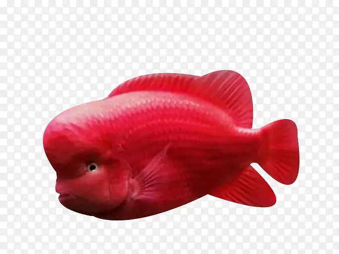 红鱼生物学-红海鱼