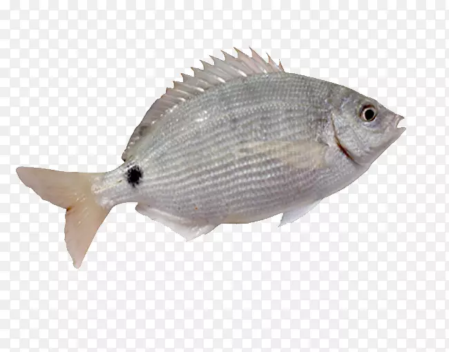 鱼翅白鱼-一种带鳍的白鱼