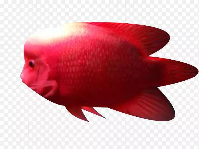 近景鱼-红海鱼