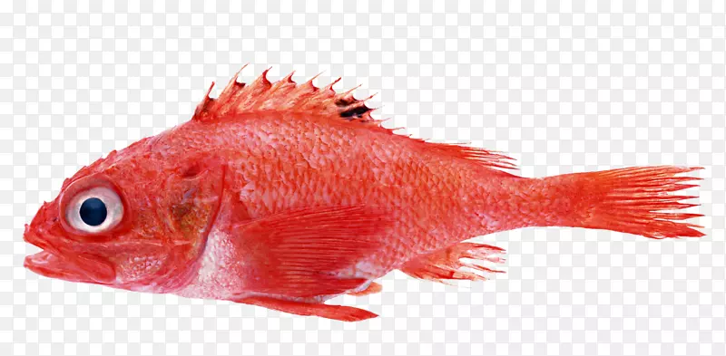 鱼摄影海鲜-红鱼