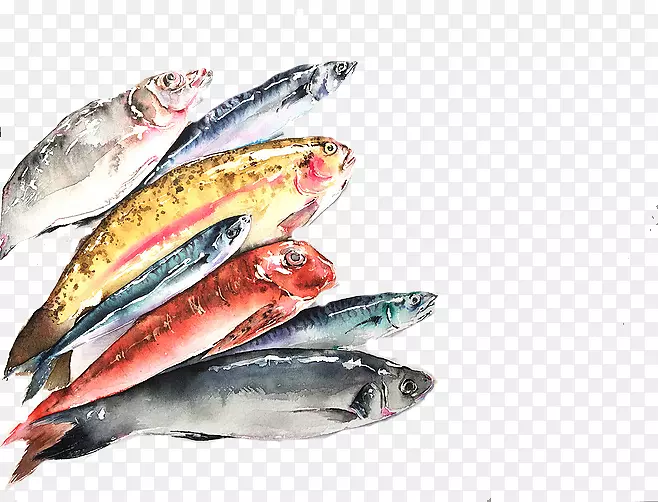 太平洋桑树沙丁鱼产品鲭鱼油性鱼彩色鱼
