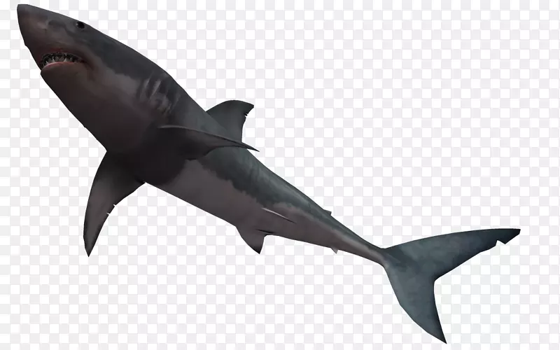 牛鲨大白鲨剪贴画-水下世界3d