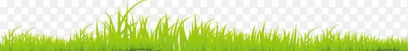 麦草能源绿色特写壁纸-鲜草大草坪