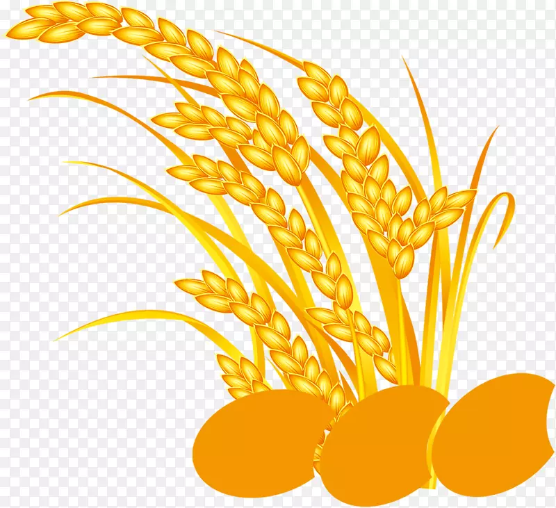 大米下载五种谷物-黄米，淘宝材料，谷