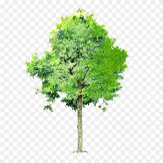 树木景观-树木背景树透明元素