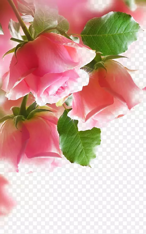 纸玫瑰粉红墙纸粉红玫瑰