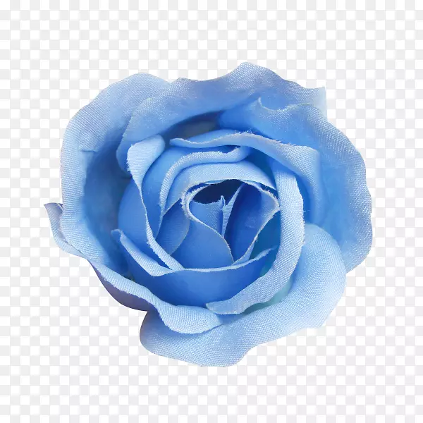 蓝色玫瑰海滩玫瑰蜈蚣玫瑰-蓝色玫瑰