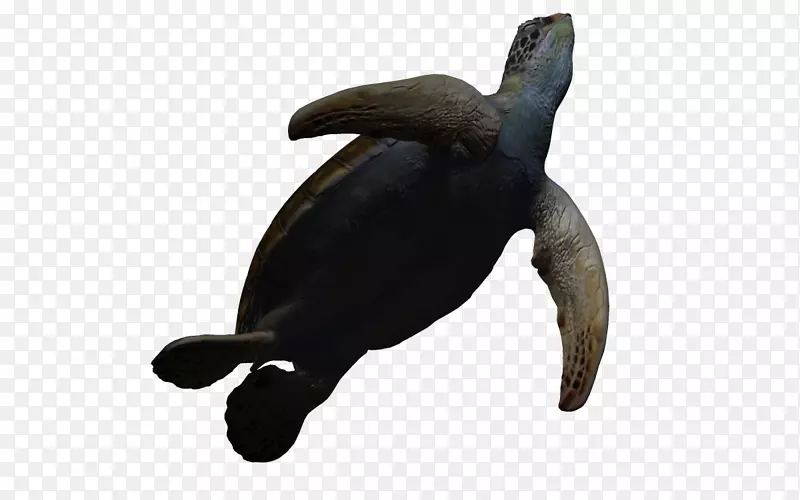 海龟三维计算机图形动画三维动画海洋生物