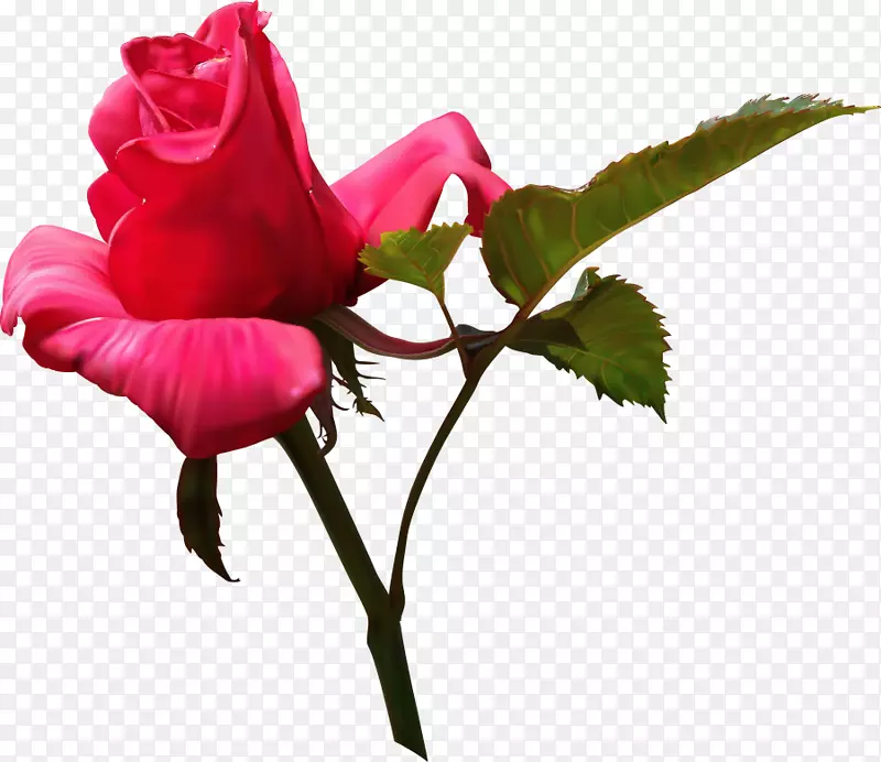 花卉插图-玫瑰