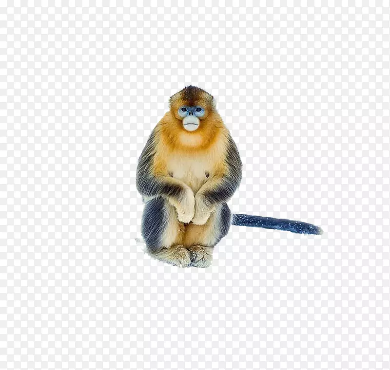 猴科猴-2017年整只金丝猴