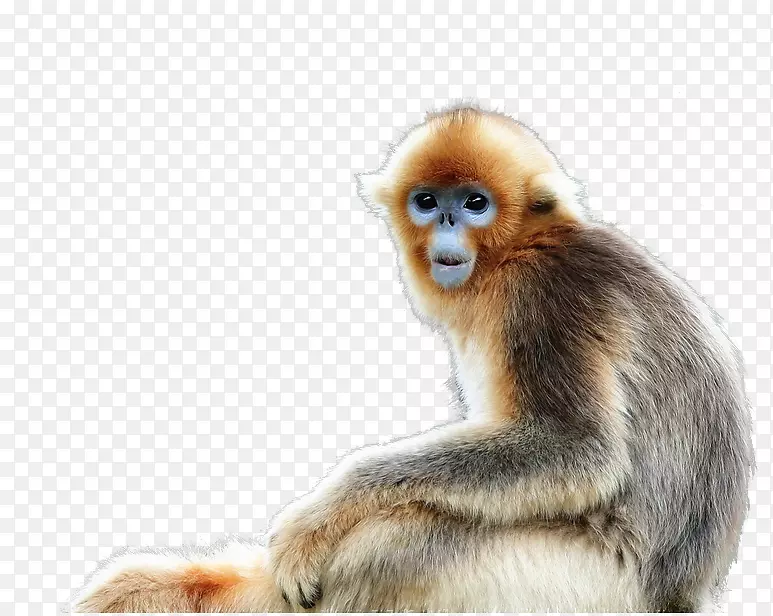 猕猴鼻扣材质猴图片