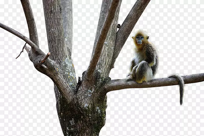 金丝猴-金丝猴小动物