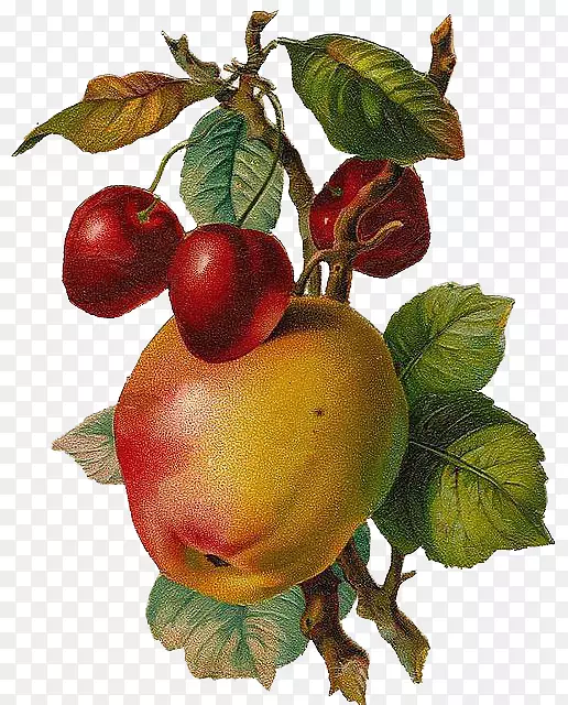 不含水果的苹果夹艺术.文艺复兴风格的手绘苹果和樱桃