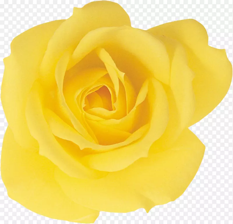 花园玫瑰沙滩玫瑰黄色花瓣-黄色玫瑰绽放生命