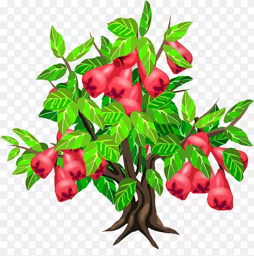 爪哇苹果树草莓蜡苹果树