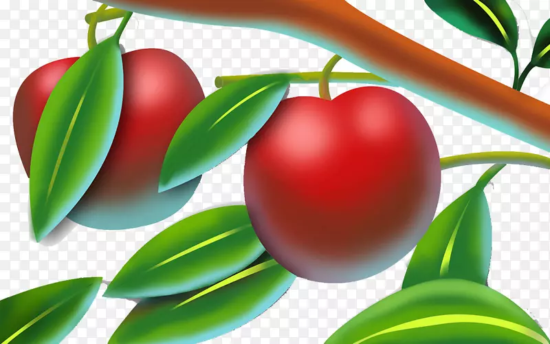 苹果红苹果枝条上的水果红苹果