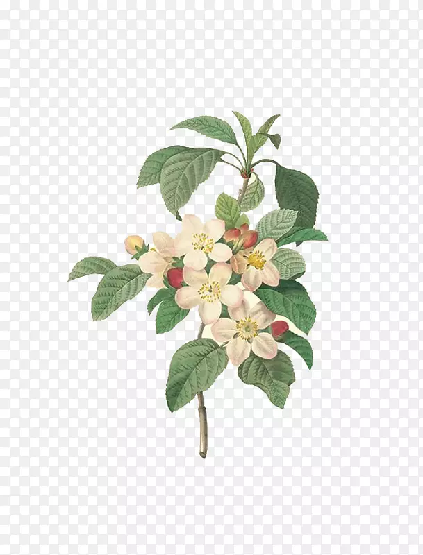 乔伊克斯·德斯普列斯·皮埃尔-约瑟夫·雷德塞克斯9(1759-1840)绘画版画手绘精美的苹果花。