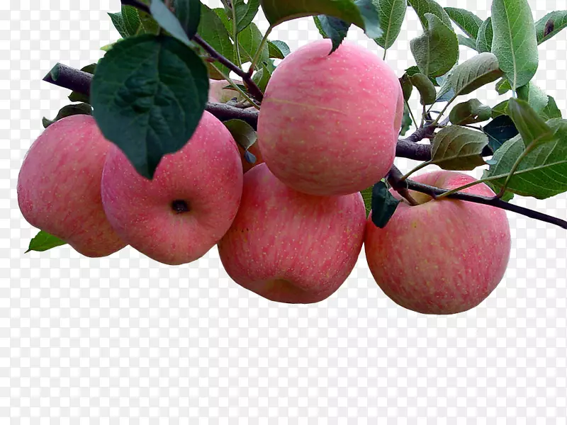 烟台日照苹果红富士-树上的苹果
