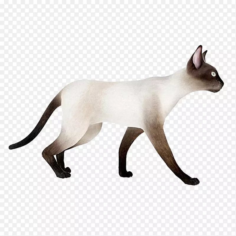 暹罗猫须国内短毛猫三维建模三维计算机图形.白猫