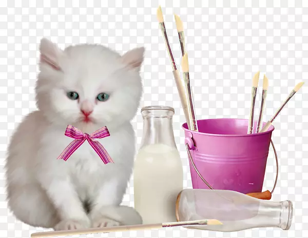 猫夹艺术-可爱的猫