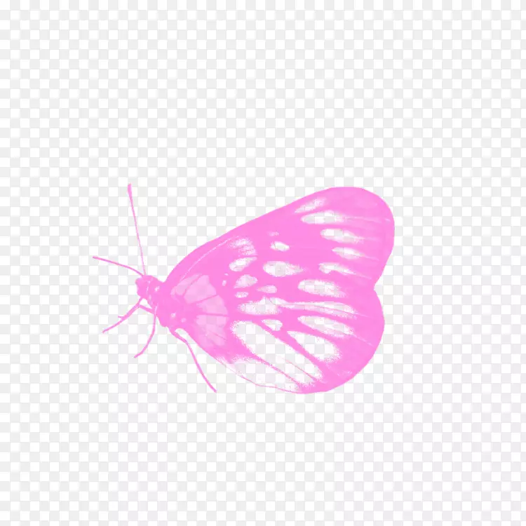 图形电脑壁纸-蝴蝶