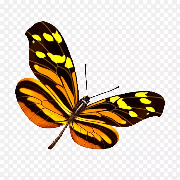 蝴蝶摄影计算机图形学蝴蝶