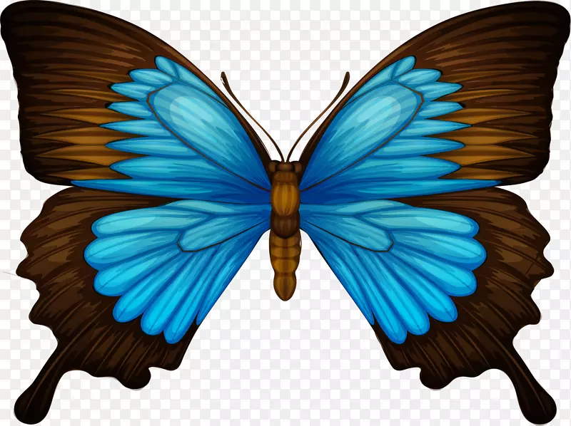 帕皮里奥·尤利西斯燕尾蝶