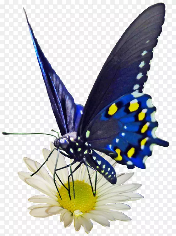 蝴蝶和飞蛾图标-蝴蝶