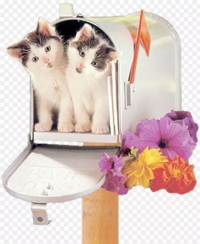 猫信箱-信箱猫