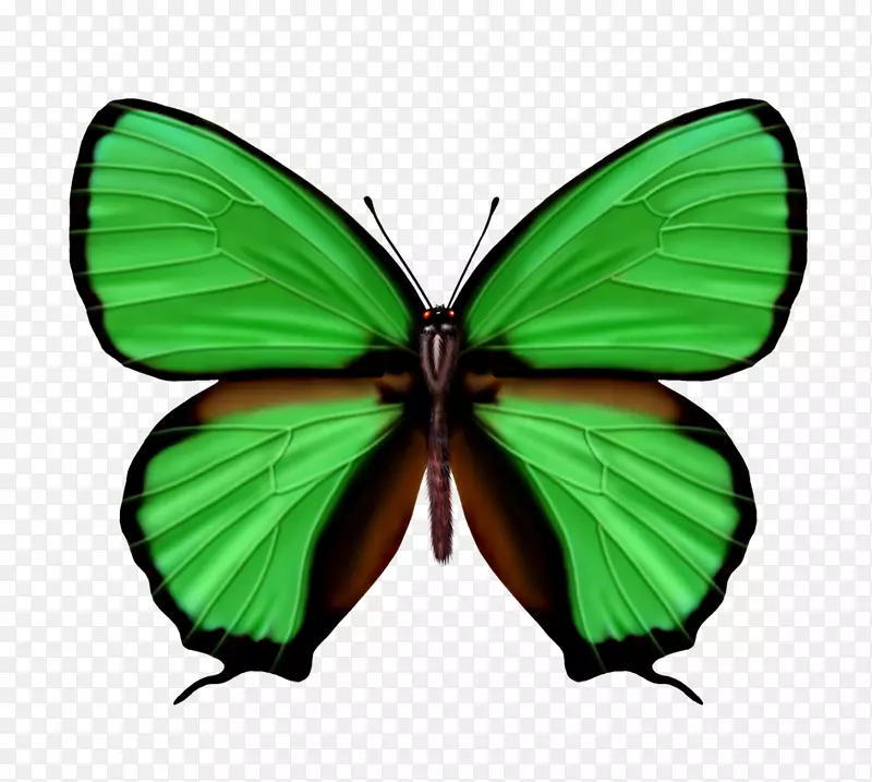 蝴蝶绿色鞋带结颜色-蝴蝶