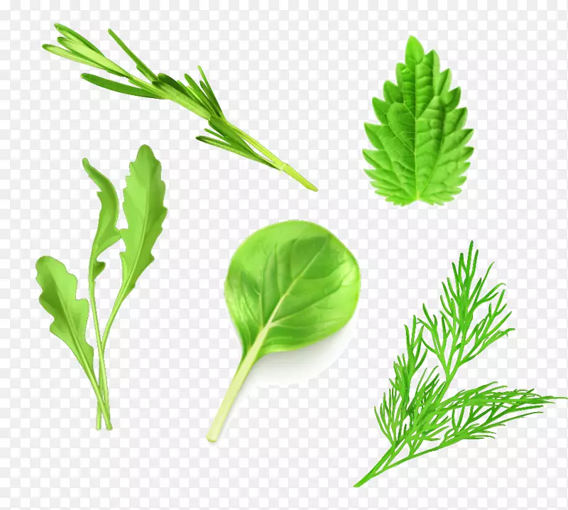 叶菜莴苣-绿色蔬菜
