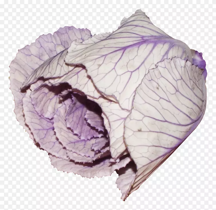 蔬菜紫红卷心菜-漂亮的紫色蔬菜
