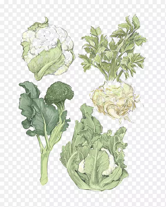 春绿蔬菜印花花椰菜插图.手绘蔬菜