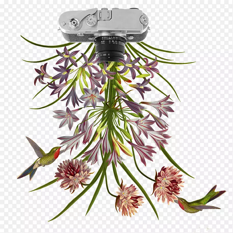 花卉拼贴植物花瓣插图.无花果照相机植物花