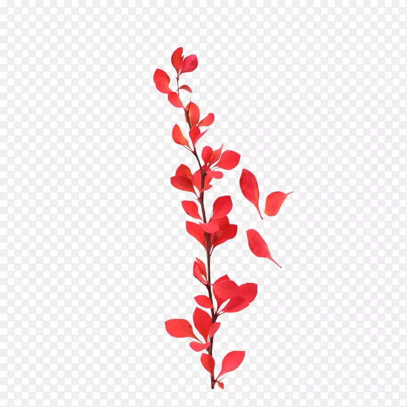 花瓣无损压缩-红色花瓣束