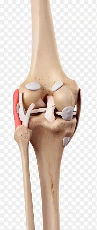 膝内侧副韧带腓骨副韧带前交叉韧带-人膝关节模型