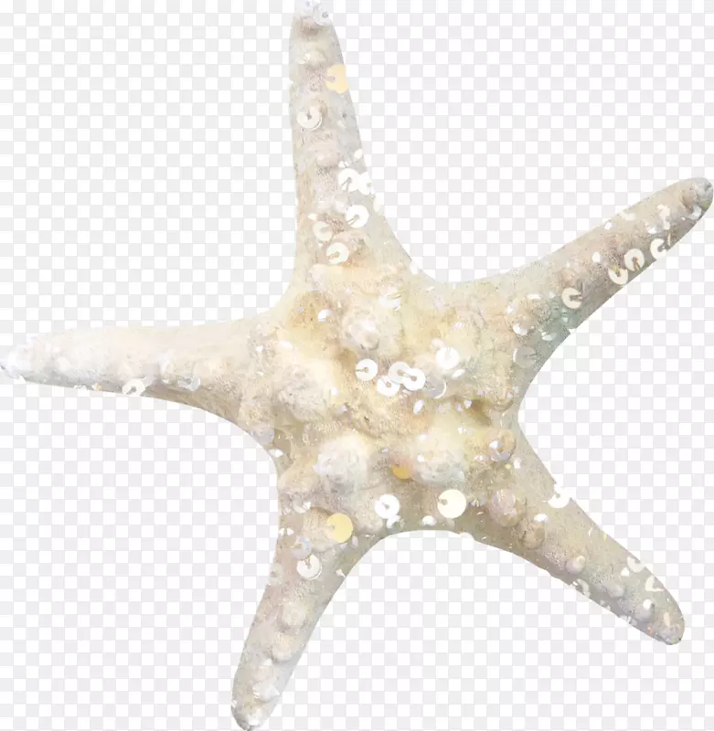 海星无损压缩剪辑艺术-海洋之星
