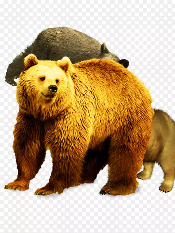 棕熊儿童闪存卡动物-强壮的熊材料