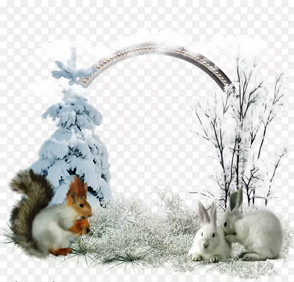 耶诞节-白兔，约克郡野生动物园