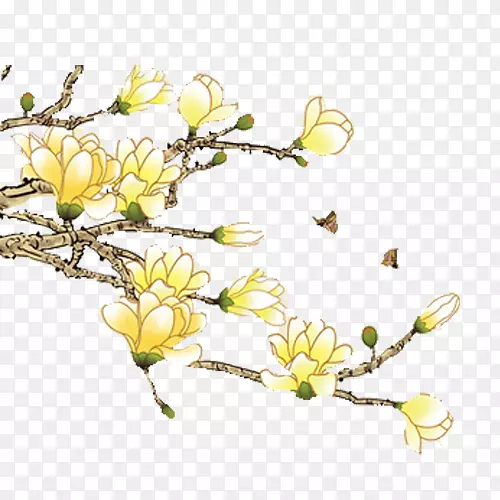 白玉兰(Magnolia Denudata Magolia Xd 7)阿尔巴兰花画-白色兰花