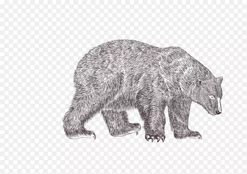 灰熊动物插图.手绘熊