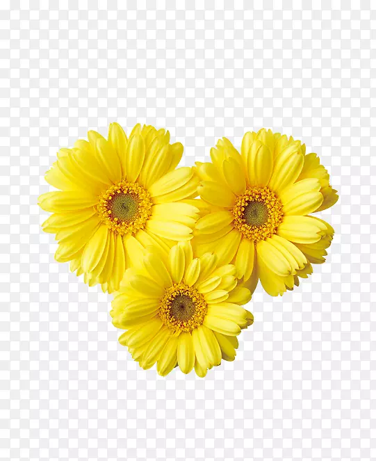 普通雏菊黄色德兰士瓦雏菊剪贴画-鲜艳夺目的花朵