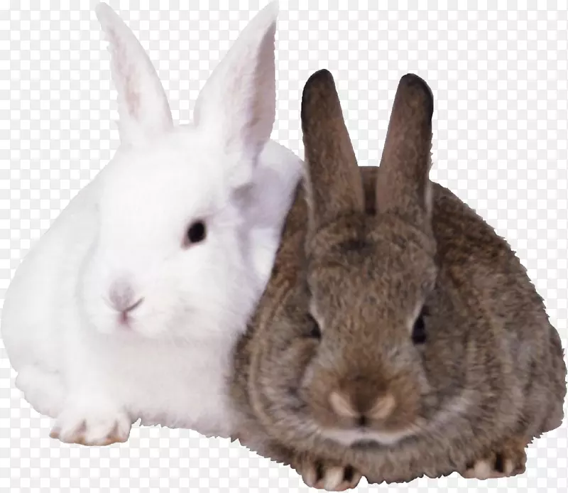 法国野兔复活节兔欧洲兔棉尾兔-可爱的兔子