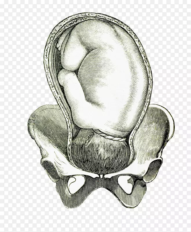 脐带脱垂胎儿图-手绘胚胎中的婴儿