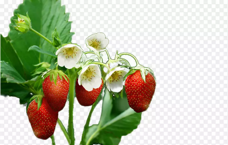 草莓果花墙纸无花草莓树拉料