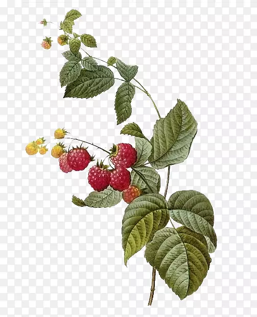 水果版画印刷giclxe9e植物插图.国外油漆草莓