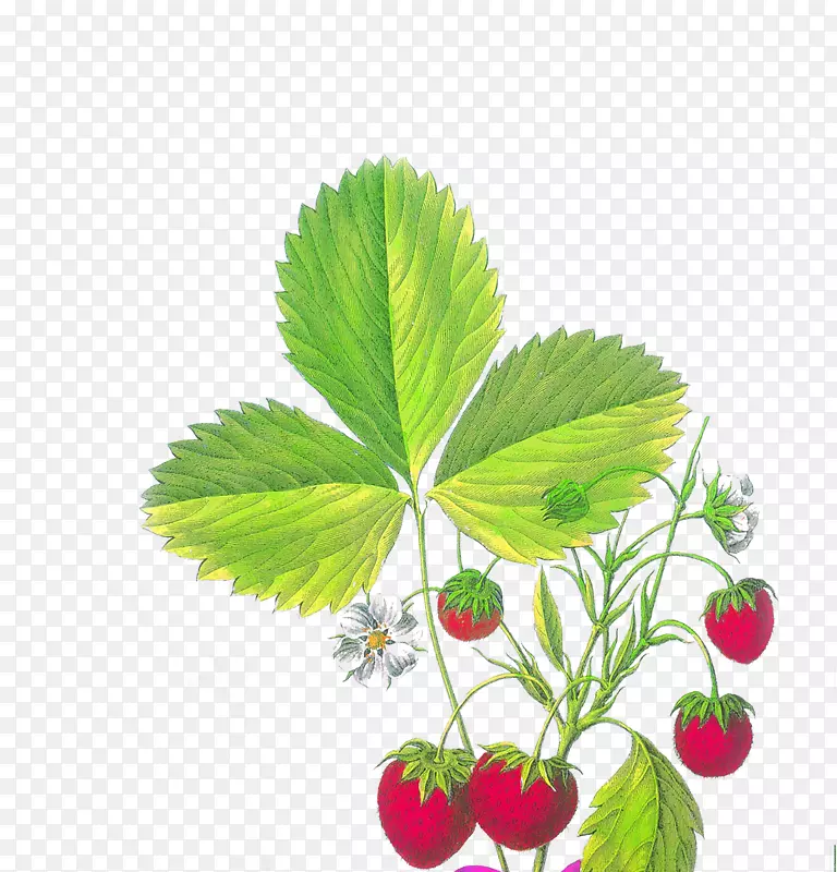 草莓碎裂菌Viridis aedmaasikas手绘草莓